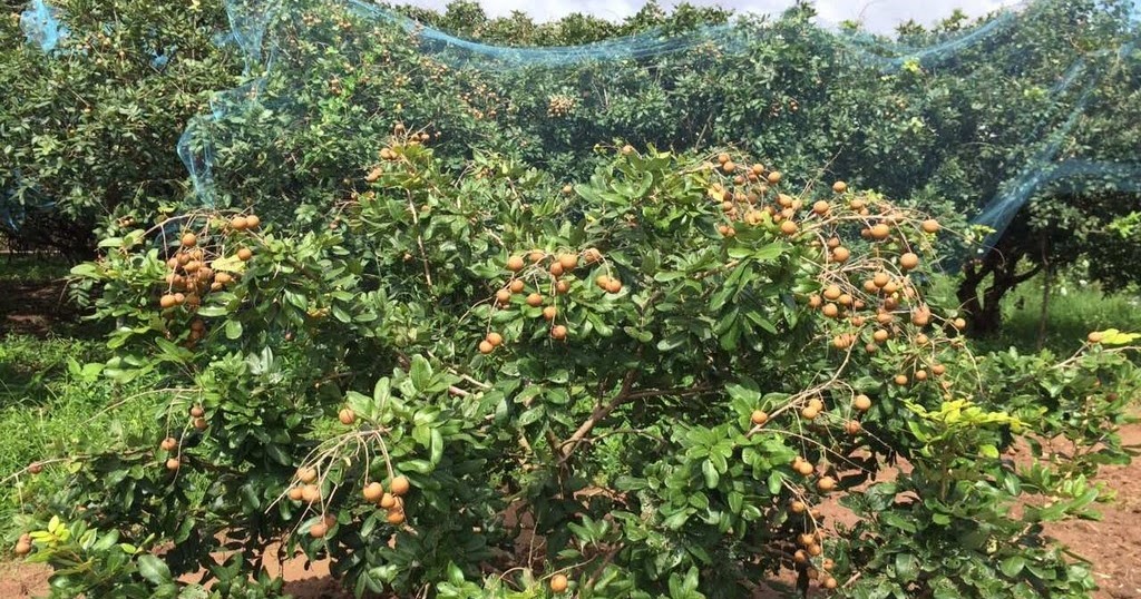 Vườn Nhãn Cổ Thụ Bạc Liêu